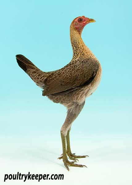 game chicken breeds|game chicken breeds with pictures.